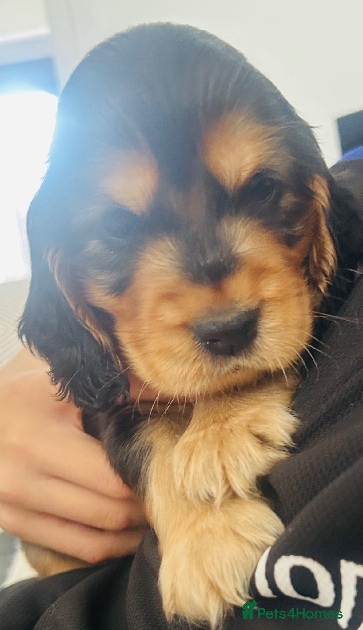 Cocker Spaniel dogs Only 2 Gorgeous KC Reg Show Cocker Boys available  - Advert 1