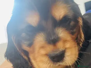 Cocker Spaniel dogs Only 2 Gorgeous KC Reg Show Cocker Boys available - Advert 1