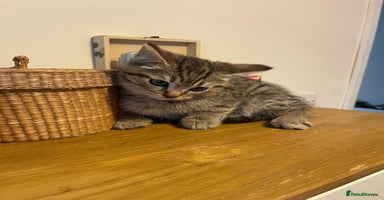 Scottish Fold cats - Advert 8