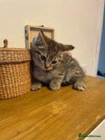 Scottish Fold cats - Advert 8