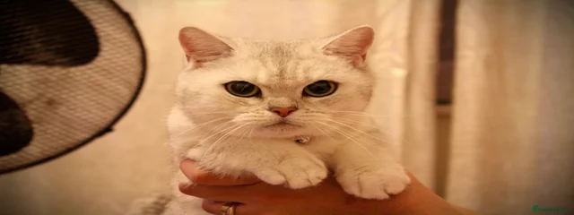 Soni