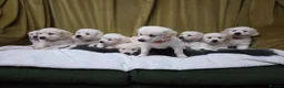 Golden Retriever dogs for sale: Golden retriever puppies  - Advert 1