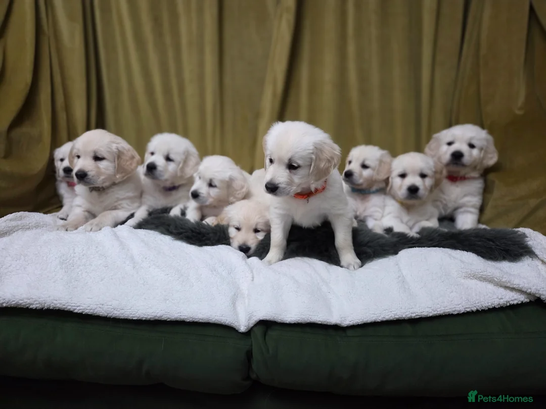 Golden Retriever dogs for sale: Golden retriever puppies  - Advert 1