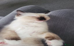 Ragdoll cats for sale: 5 beautiful ragdoll kittens - Image 12