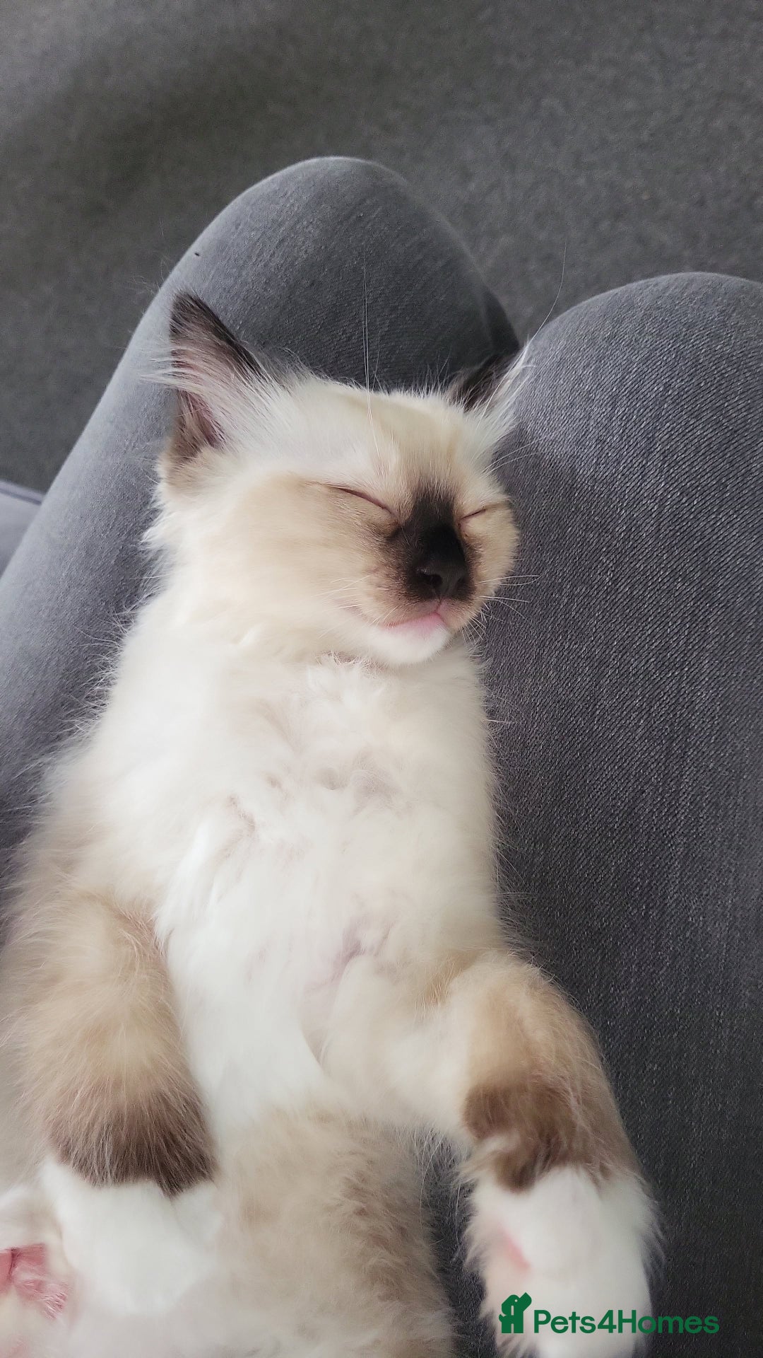 Ragdoll cats for sale: 5 beautiful ragdoll kittens - Image 12