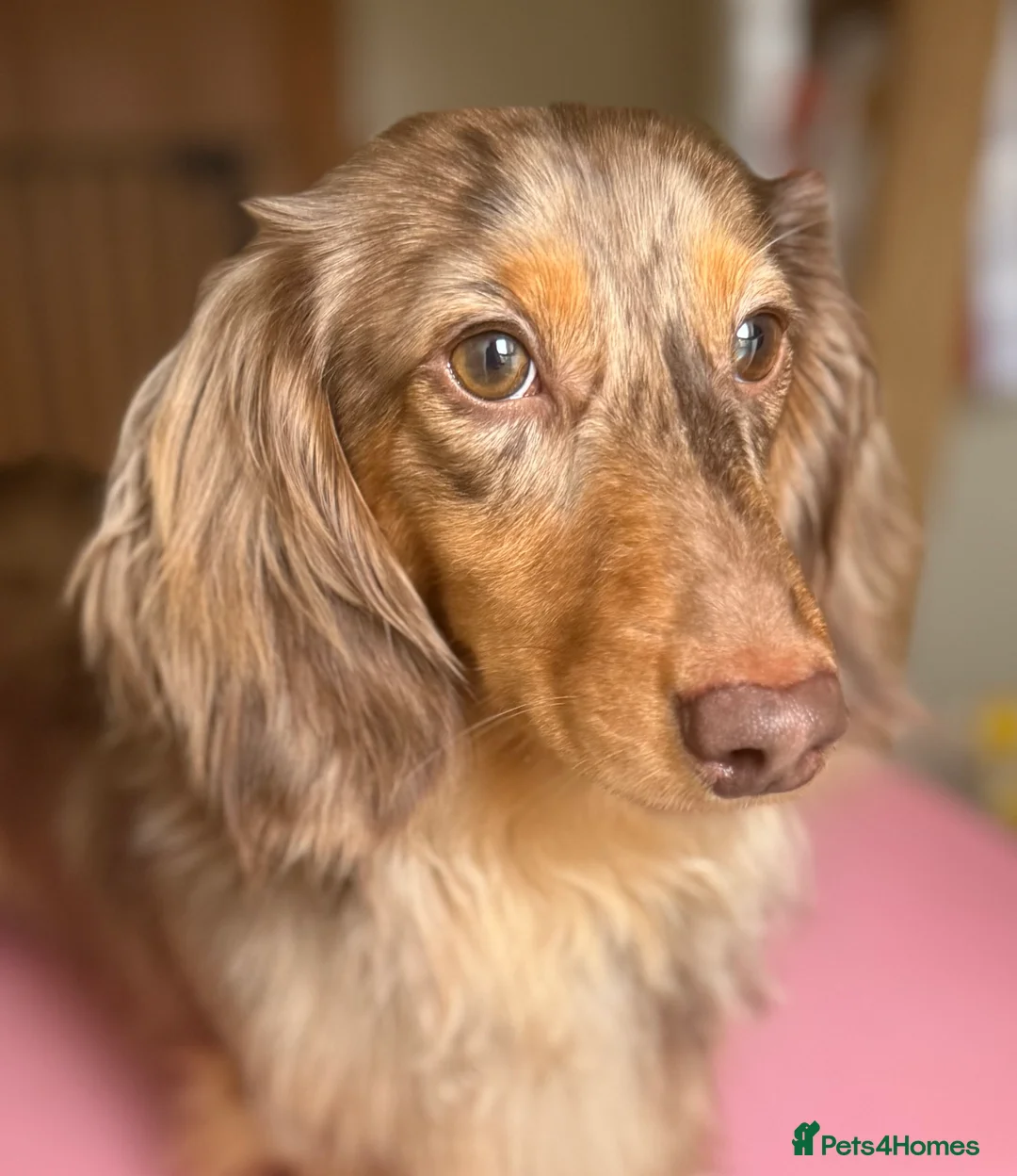 Miniature Dachshund dogs for stud: Stunning Chocolate Dapple Long Coat - Advert 3