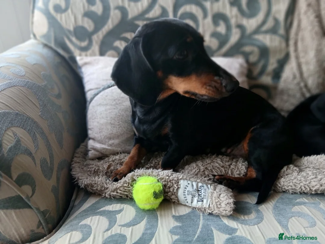 Dachshund dogs for sale: a beautiful litter of smooth haired dachshunds - Advert 2
