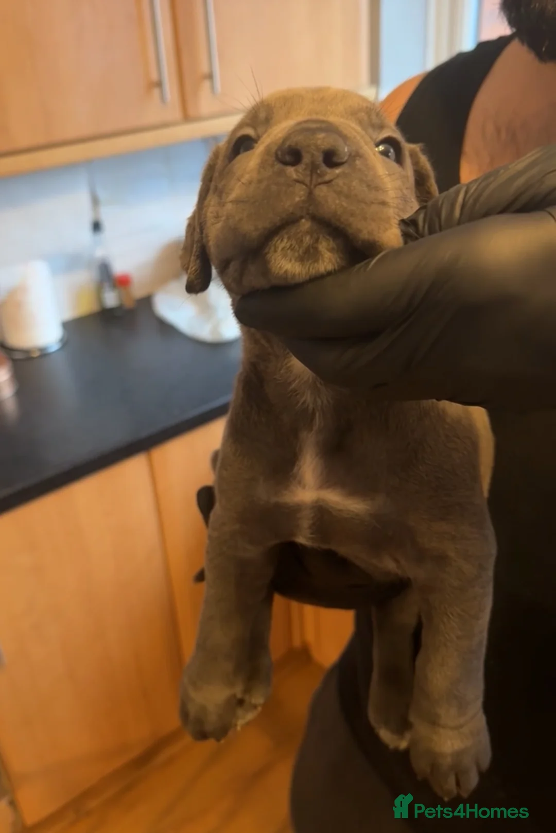 Cane Corso dogs for sale: Pure Blue Cane Corso puppies for sale - Advert 30