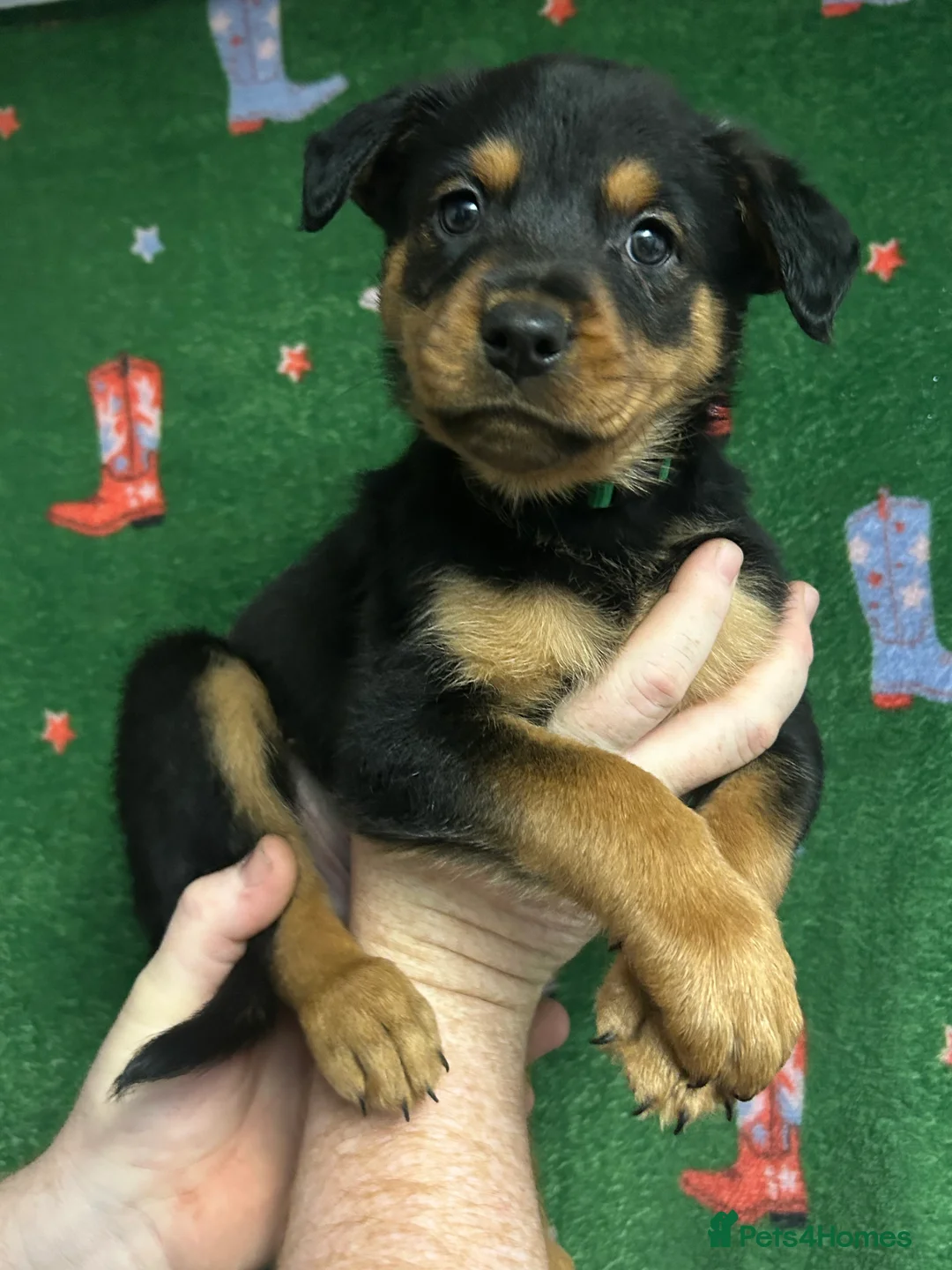 Mixed Breed dogs for sale: Swiss Shepherd Rottweiler mix - Advert 12