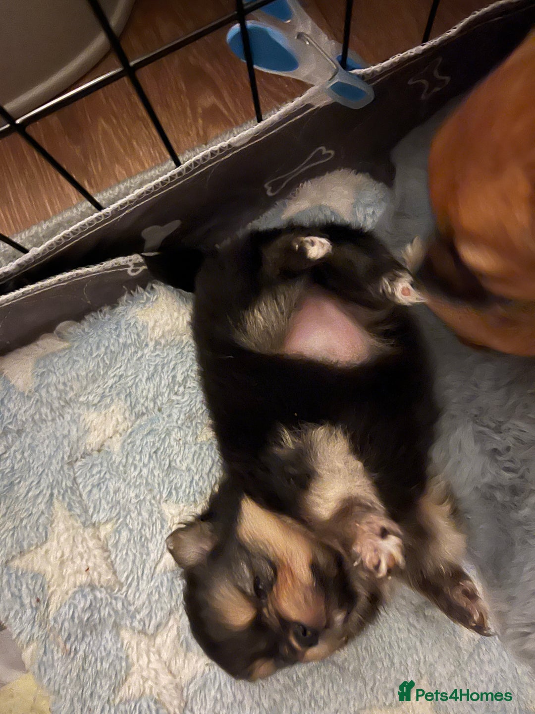 Pomeranian dogs for sale: Gorgeous miniature Pomeranian pups - Advert 3