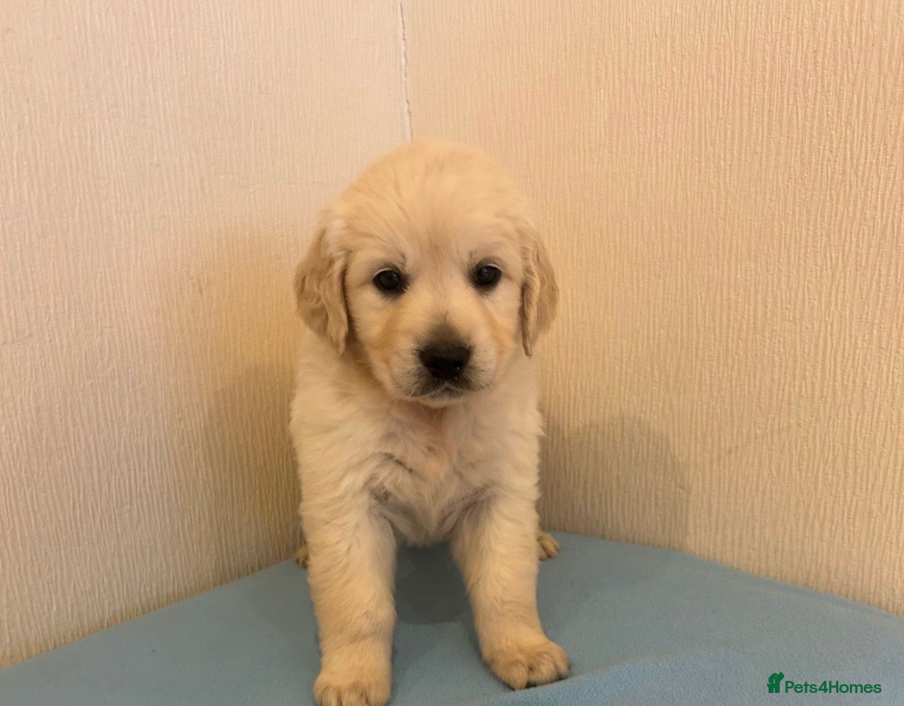 Golden Retriever dogs Golden retriever puppies  - Advert 2