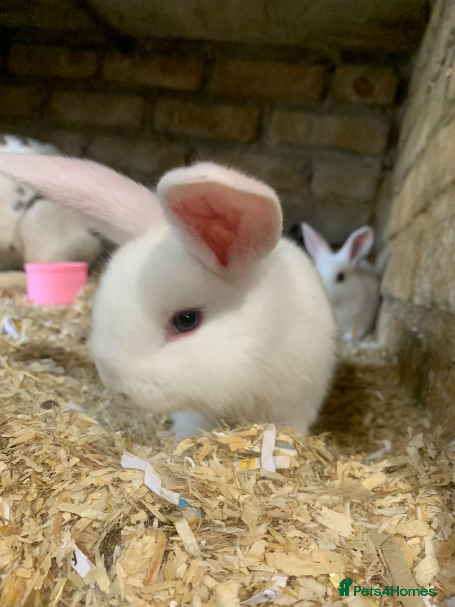 Mini Lop rabbits healthy mini lop baby’s ready to leave 6th may  - Advert 1