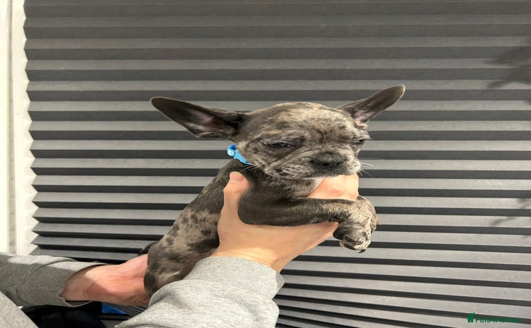 French Bulldog dogs - Advert 2