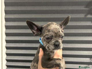 French Bulldog dogs - Advert 18