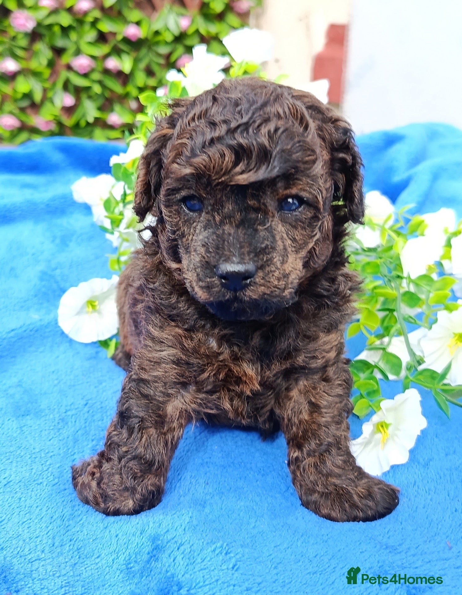 Toy Poodle dogs TOY POODLE FEMALE TIGER BRINDLE VERY SMALL  - Advert 1