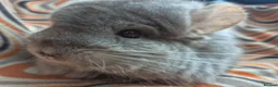 Chinchilla rodents for sale: Variety of chinchillas babys and adults - Advert 31