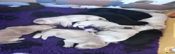 Labrador Retriever dogs for sale: Labrador puppies - Advert 4