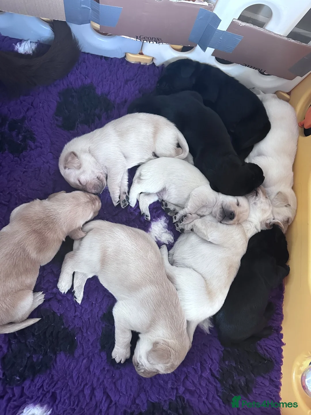 Labrador Retriever dogs for sale: Labrador puppies - Advert 4