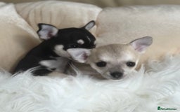 Chihuahua dogs for sale: For sale  - Image 2