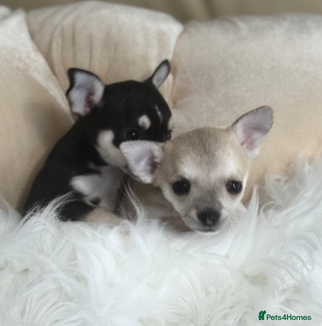 Chihuahua dogs for sale: For sale  - Image 2
