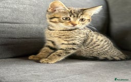 Mixed Breed cats for sale: 12 week old Bengal cross girl  - Image 2