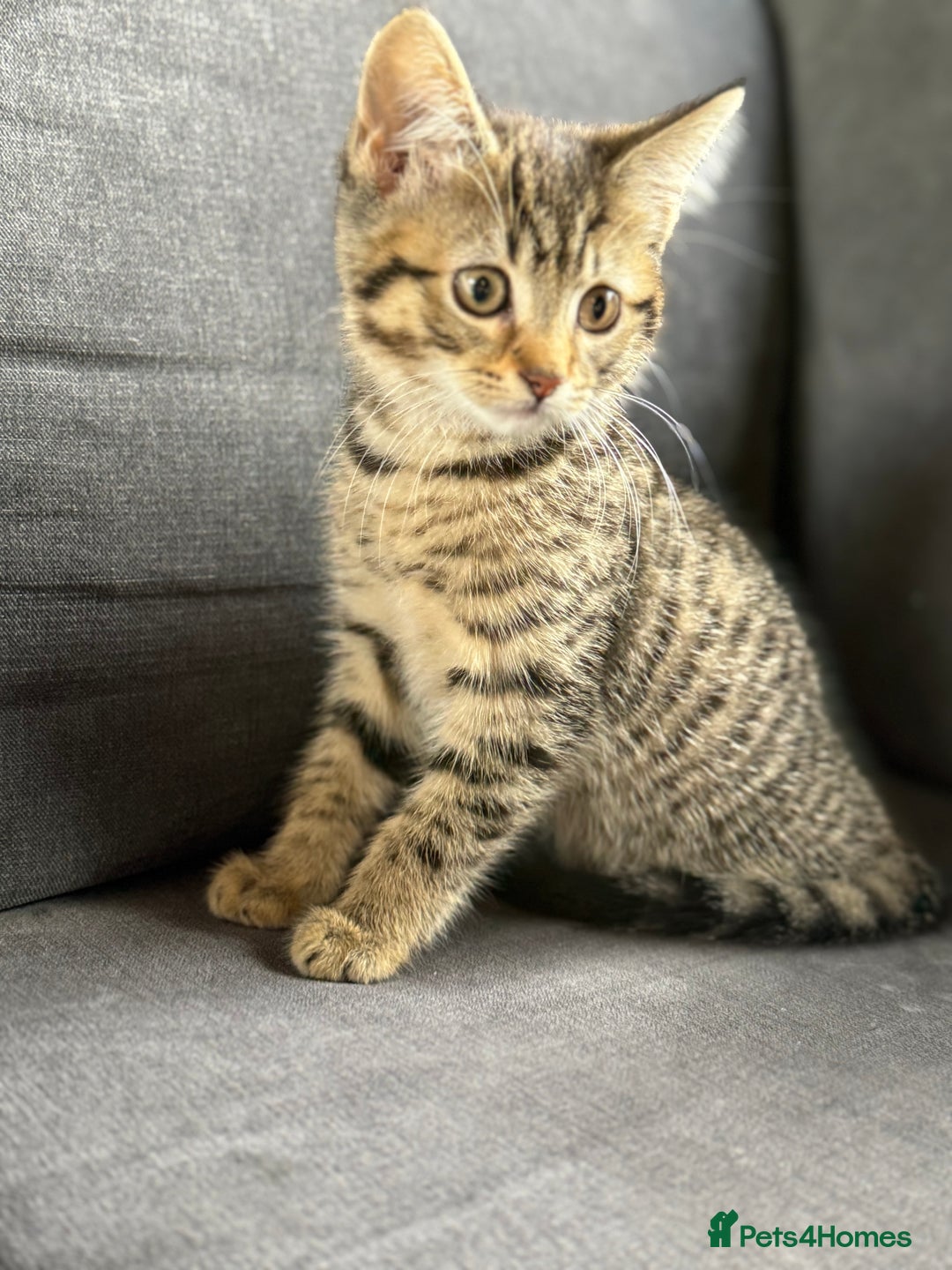Mixed Breed cats for sale: 12 week old Bengal cross girl  - Image 2