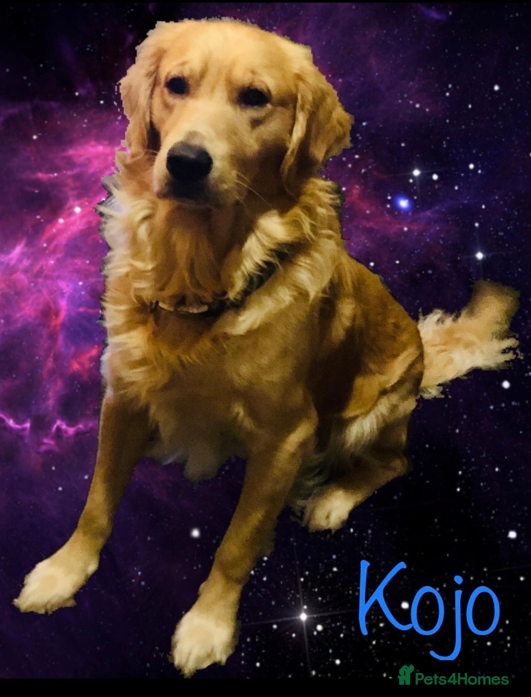 Golden Retriever dogs for stud: stunning golden retriever stud dog in Bury Saint Edmunds - Advert 2