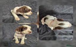 English Springer Spaniel dogs for sale: English Springer Spaniel Pups - Image 4