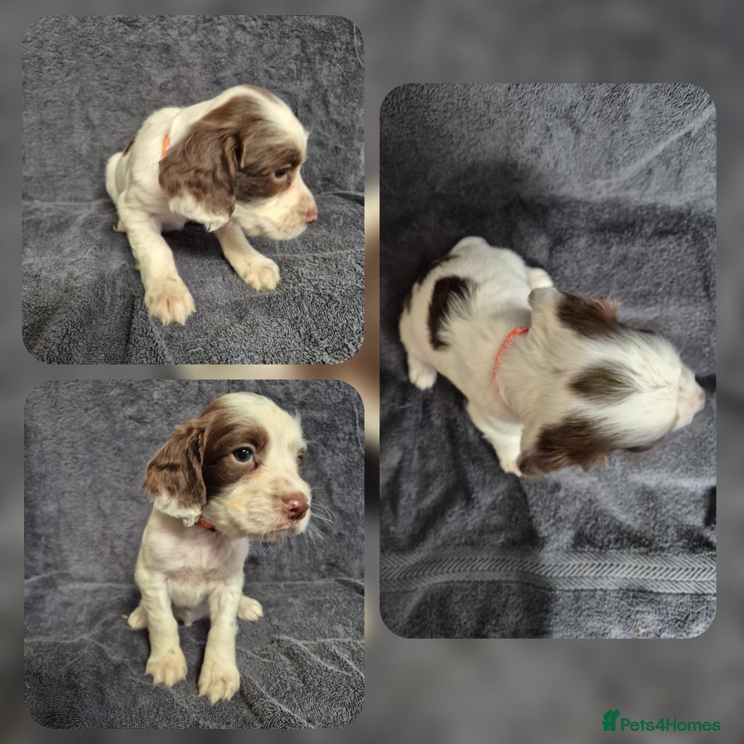 English Springer Spaniel dogs for sale: English Springer Spaniel Pups - Image 4