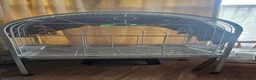 Parrots birds for sale: Hand Tammed White Capped Pionus Nith Lutino Genes in Barking - Advert 2