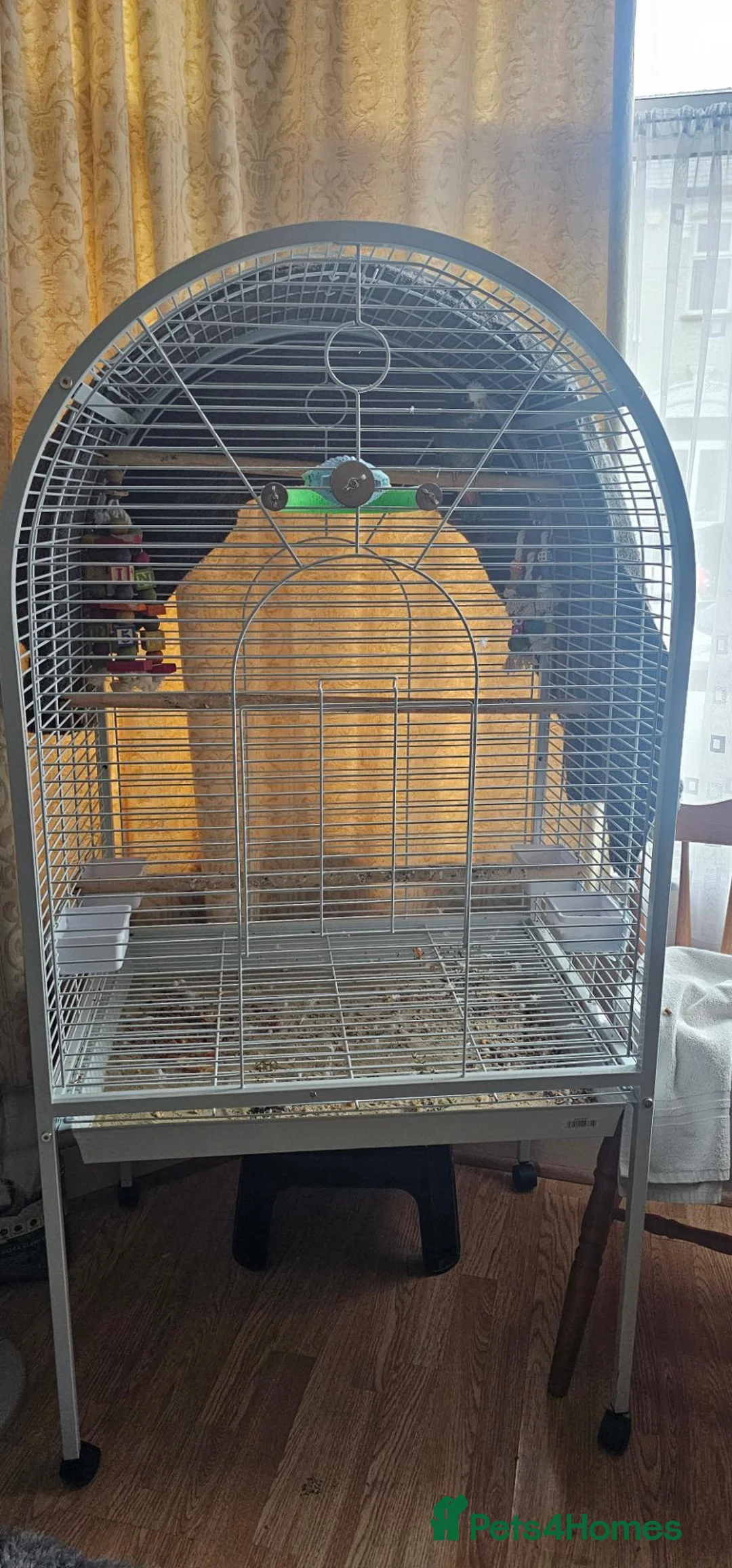 Parrots birds for sale: Hand Tammed White Capped Pionus Nith Lutino Genes in Barking - Advert 2