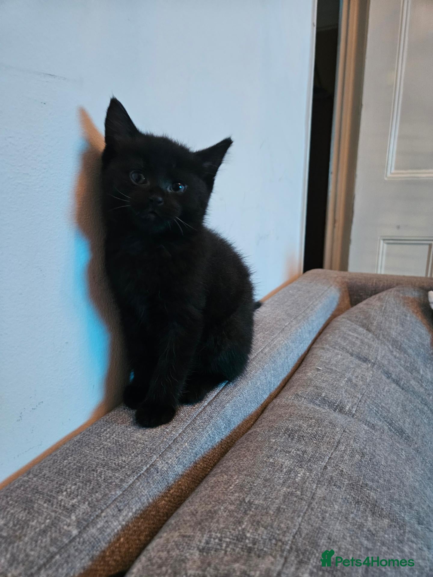 Mixed Breed cats Mixed Maine Coon Kitten - Advert 16