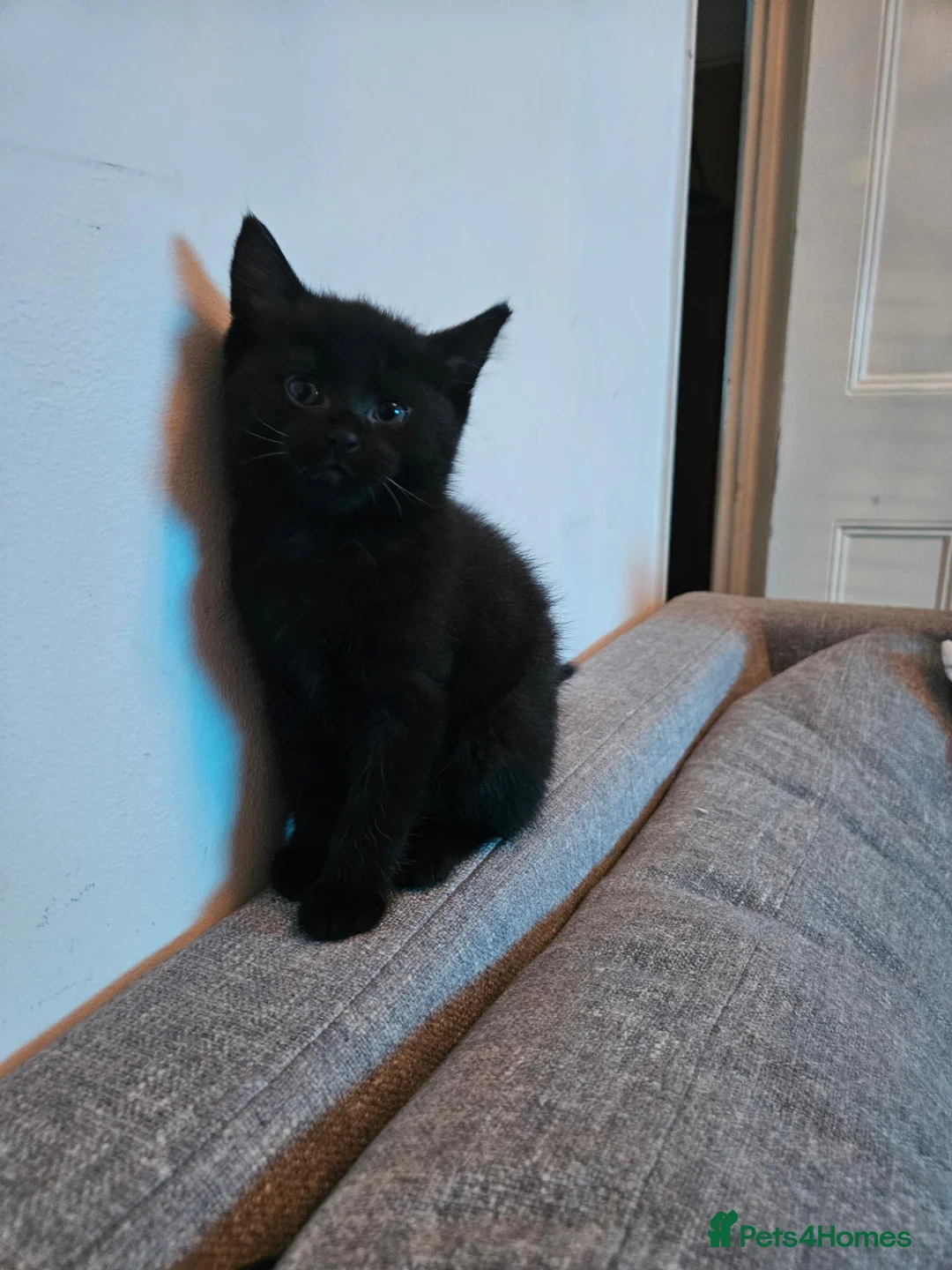 Mixed Breed cats for sale: Mixed Maine Coon Kitten - Advert 1