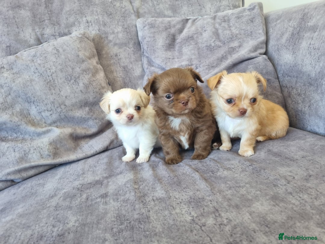 Chihuahua dogs for sale: Stunning Russian lines, Long haired Chihuahuas  - Image 21