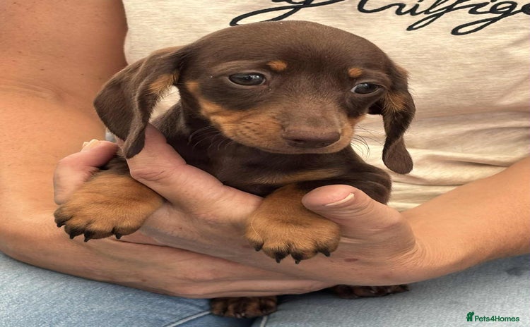 Dachshund dogs - Advert 15