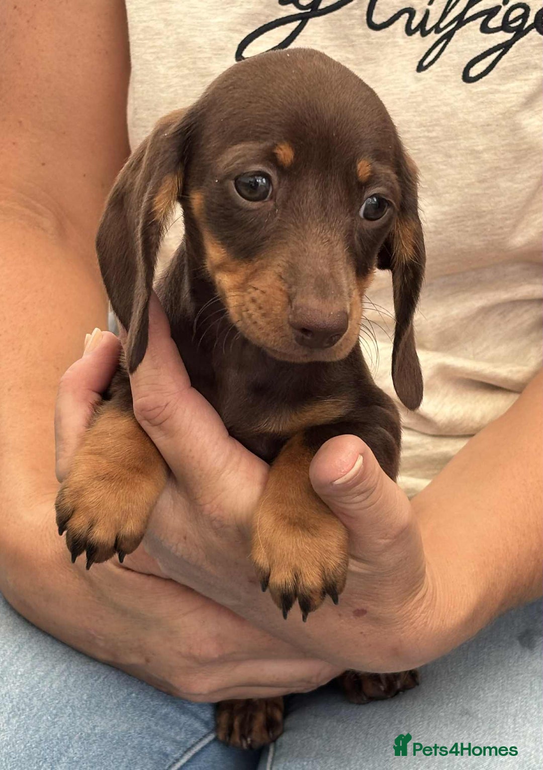 Dachshund dogs for sale: Miniature Dachshund puppies - Image 4