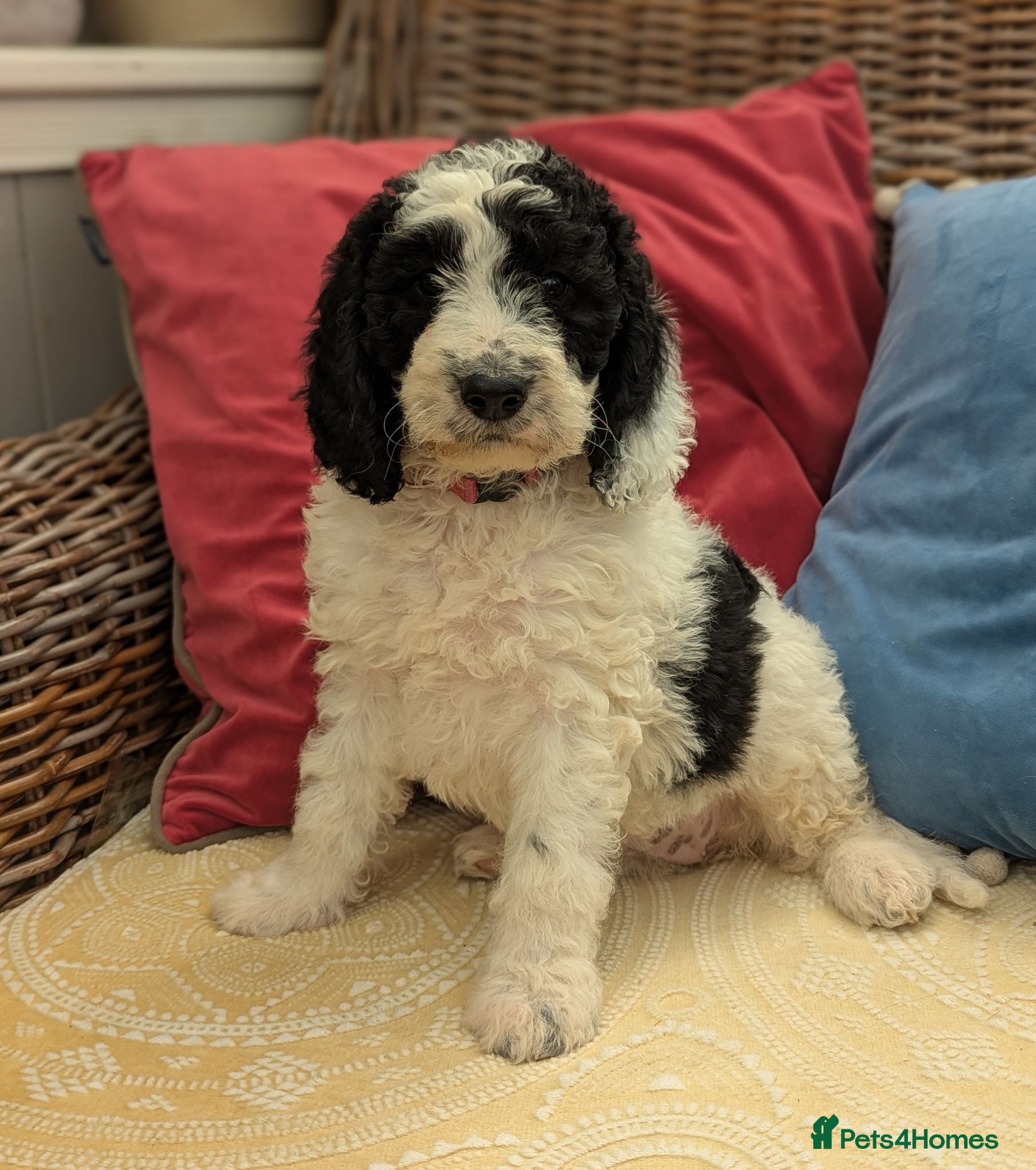 Cockapoo dogs F1 Standard Cocker Poodle Puppies  - Advert 2