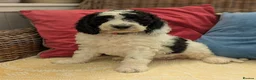 Cockapoo dogs for sale: F1 Standard Cocker Poodle Puppies  - Advert 18