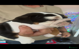 English Bulldog dogs for sale: We have 3 beautiful Bulldog girls  - Image 4