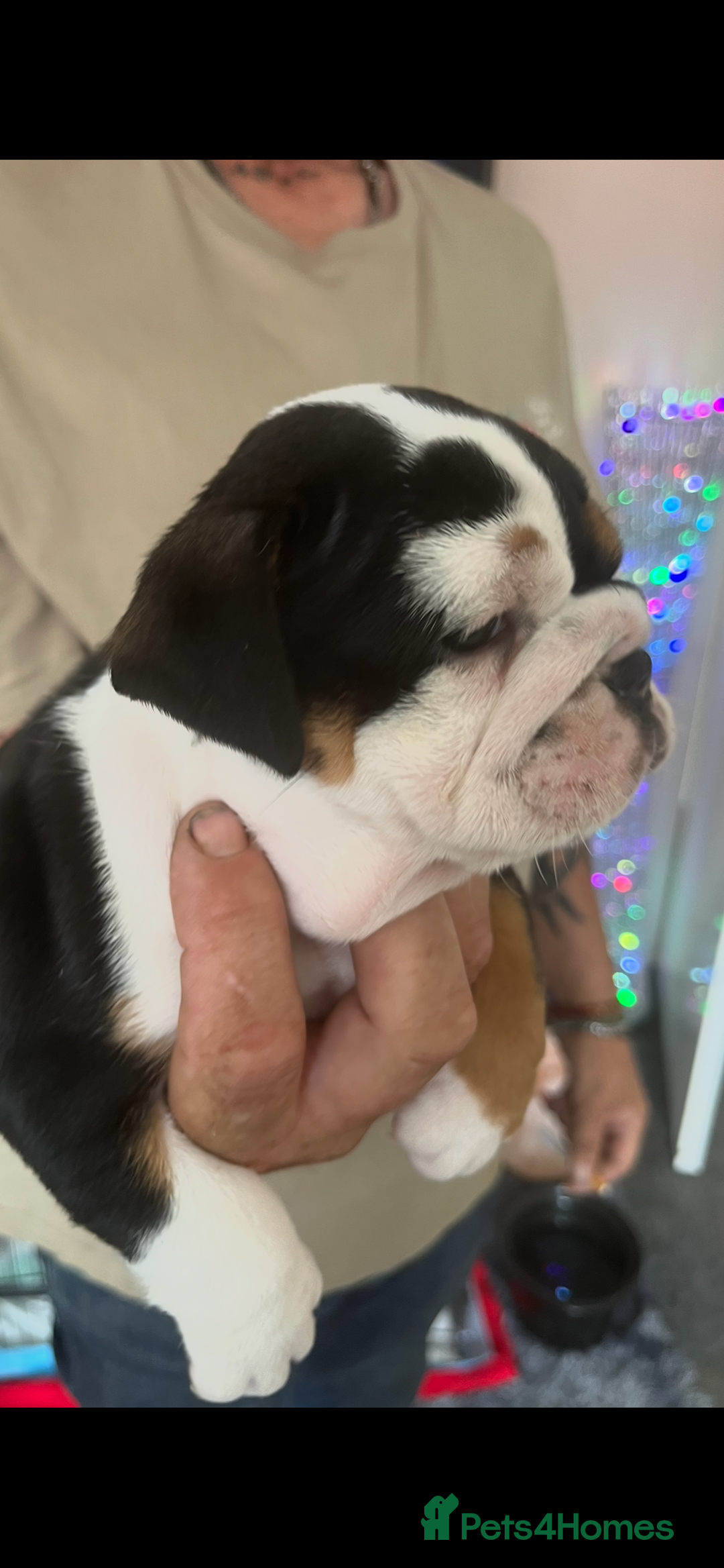 English Bulldog dogs for sale: We have 3 beautiful Bulldog girls  - Image 4