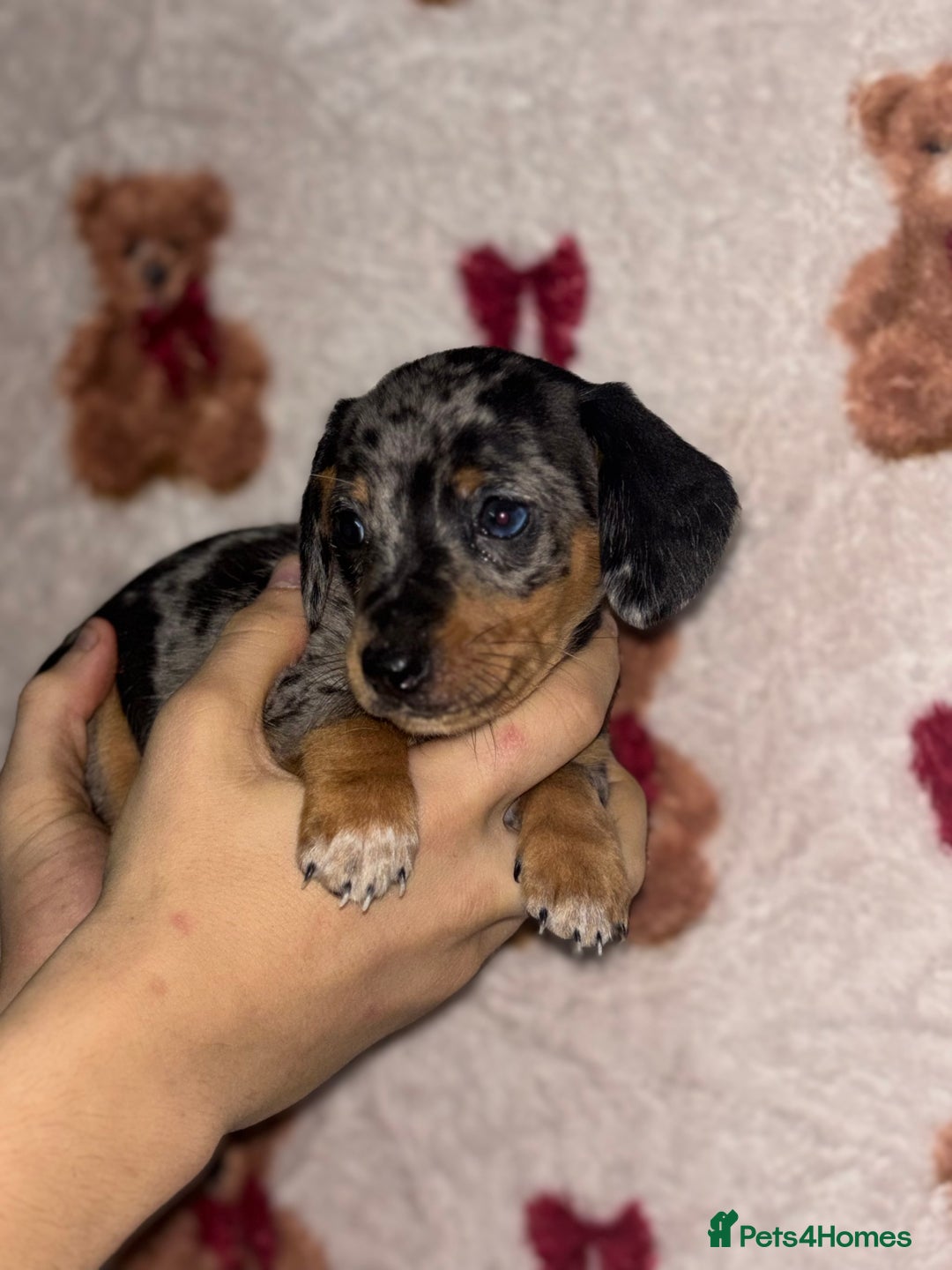 Dachshund dogs for sale: 🎅beautiful dachshund puppies🎅 - Advert 10