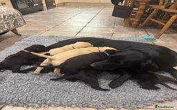 Labrador Retriever dogs for sale: KC Reg Health Tested Working Labradors - Image 21