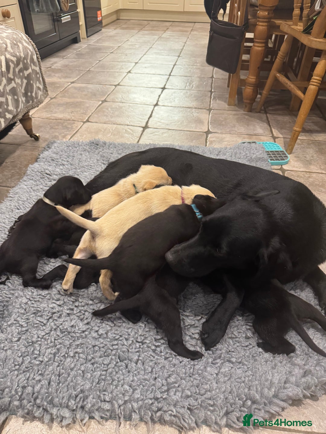 Labrador Retriever dogs for sale: KC Reg Health Tested Working Labradors - Image 21