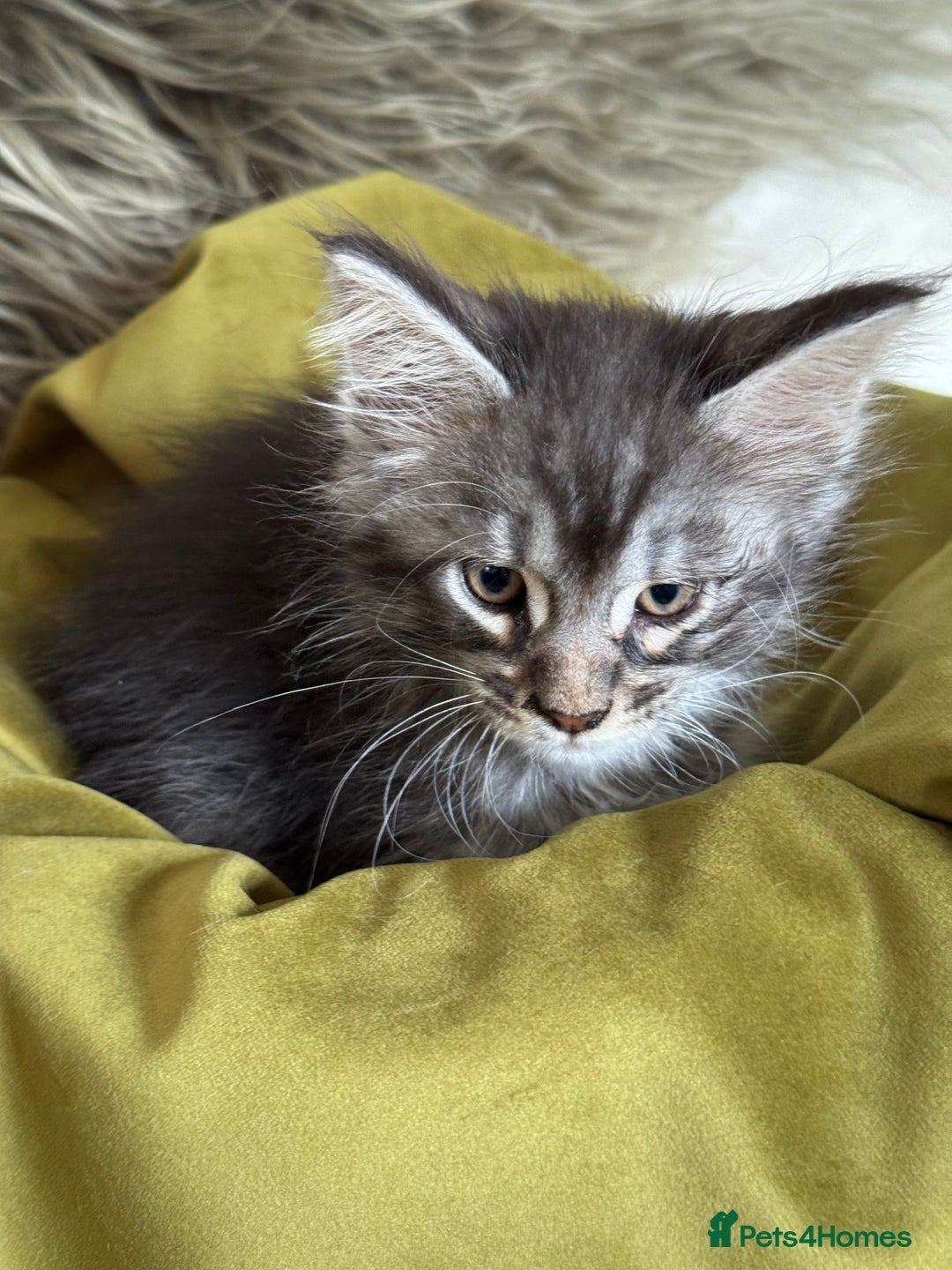 Maine Coon cats for sale: BEAUTIFUL PURE BREED MAINE COON KITTENS  - Image 9
