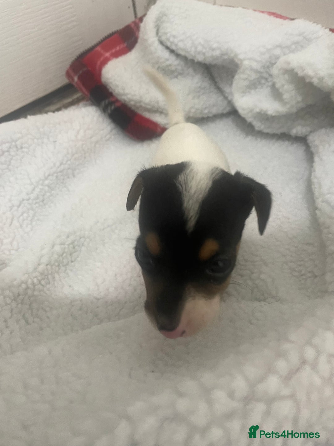 Jack Russell dogs for sale: Four Jack Russell puppies merle - Image 6