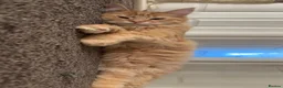 Mixed Breed cats for sale: 🐾 Beautiful Ragdoll x Maine Coon Kittens 🐾 in Hebburn - Advert 3