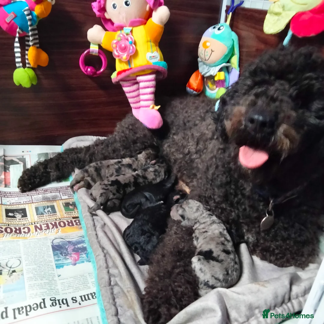 Cavapoo dogs for sale: Stunning F2B Cavapoo's Health Tested - Advert 7