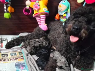 Cavapoo dogs Stunning F2B Cavapoo's Health Tested - Advert 1