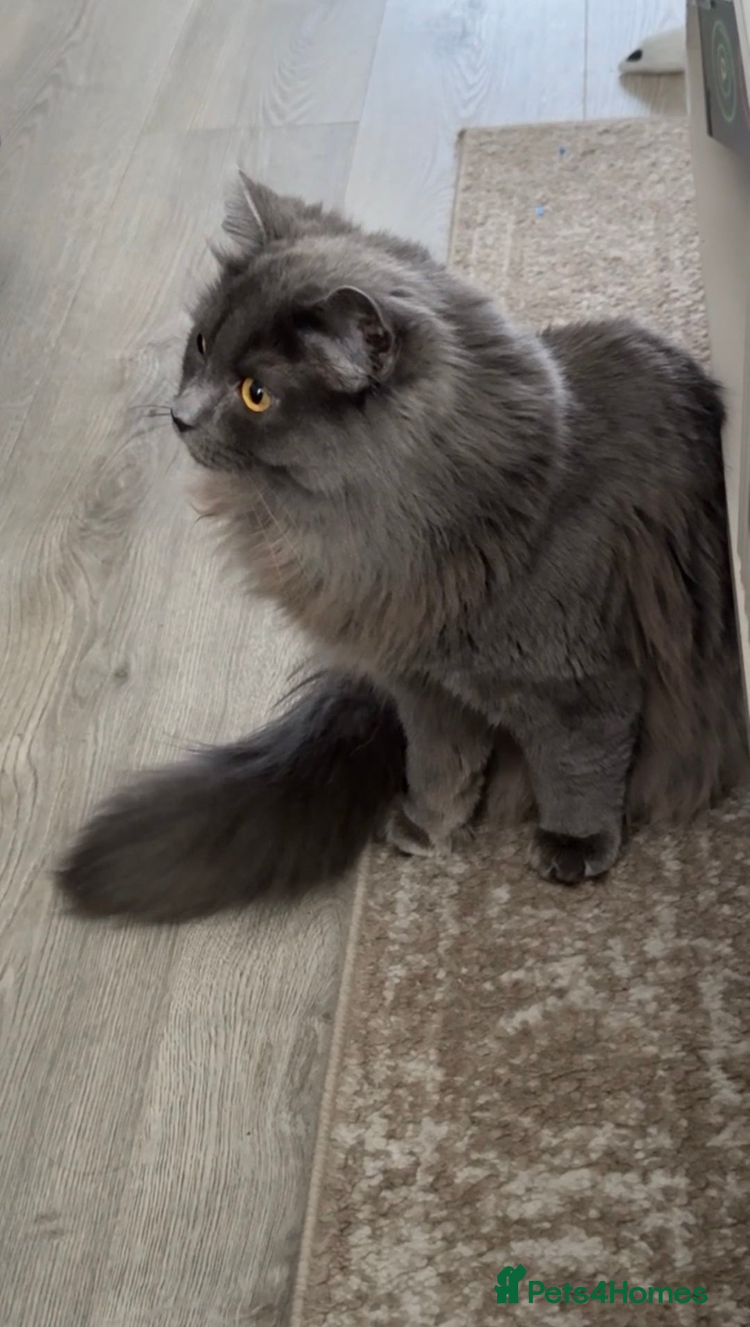 Nebelung cats for sale: My gorgeous cat for sale - Advert 3