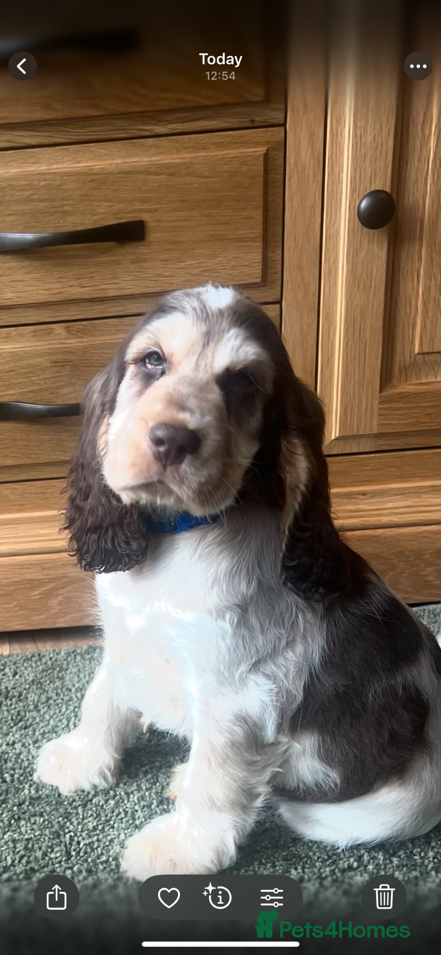 Cocker Spaniel dogs Quality, Show Type, Cocker Spaniel Puppies - Advert 1